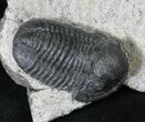 Large Gerastos Trilobite Fossil #19197-2